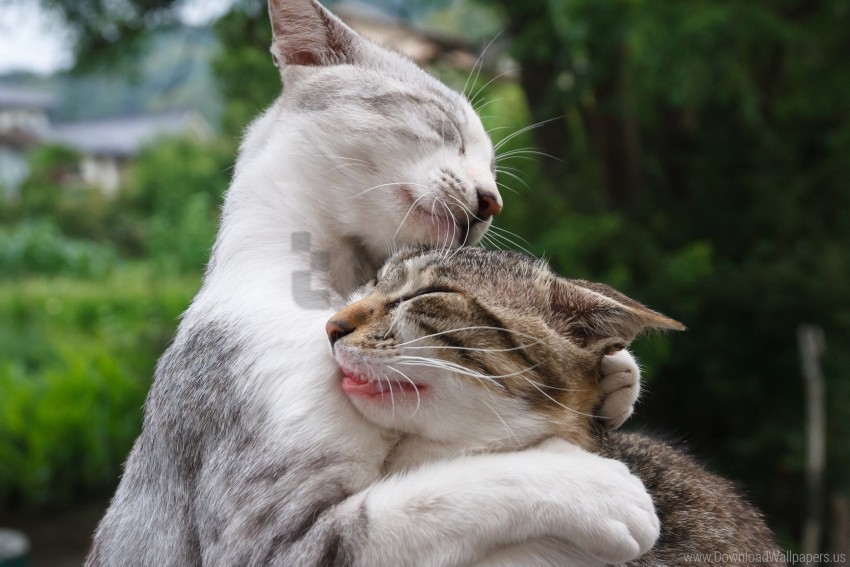 cats cool couple face funny hugging wallpaper PNG transparent graphics for download