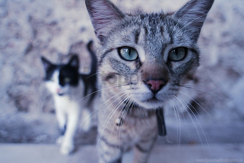 cats couple curiosity face wallpaper PNG for digital design
