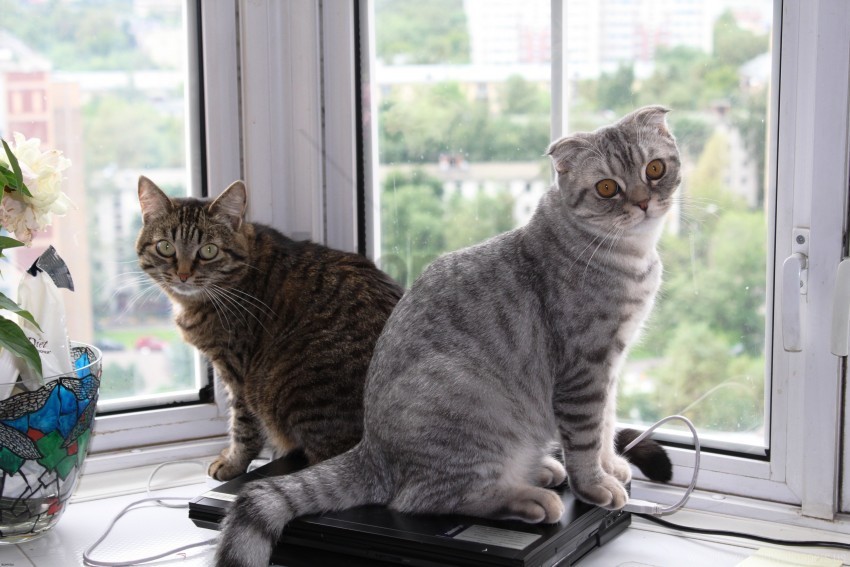 cats couple frolic lovely window sill wallpaper PNG Image with Transparent Background Isolation