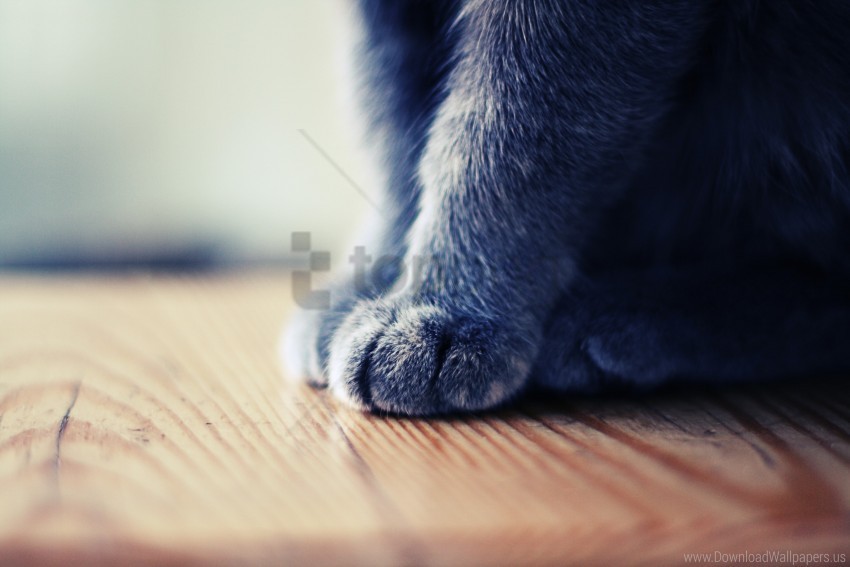 cats paws pets wallpaper PNG high resolution free