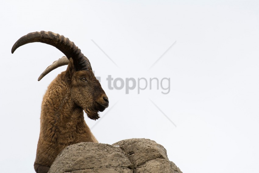 caucasian tur goat horns mountain goat wallpaper PNG free transparent
