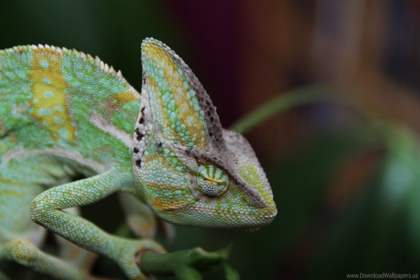 chameleon color reptile wallpaper Clear Background PNG Isolated Element Detail