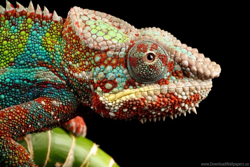chameleon look reptile wallpaper PNG objects