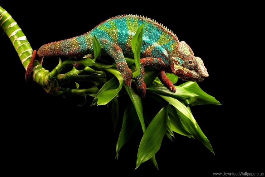 chameleon reptile twigs wallpaper Isolated Element in HighQuality PNG