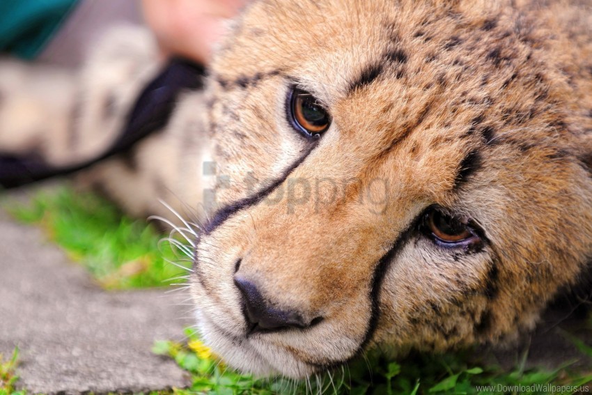 cheetah eyes face wallpaper Isolated Artwork in Transparent PNG