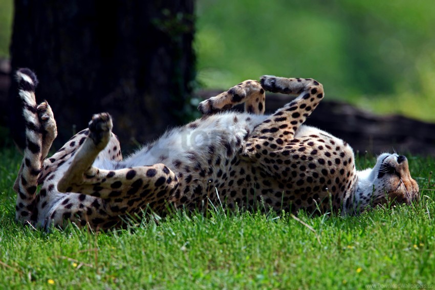 cheetah grass lying predator tumble wallpaper PNG Isolated Subject on Transparent Background