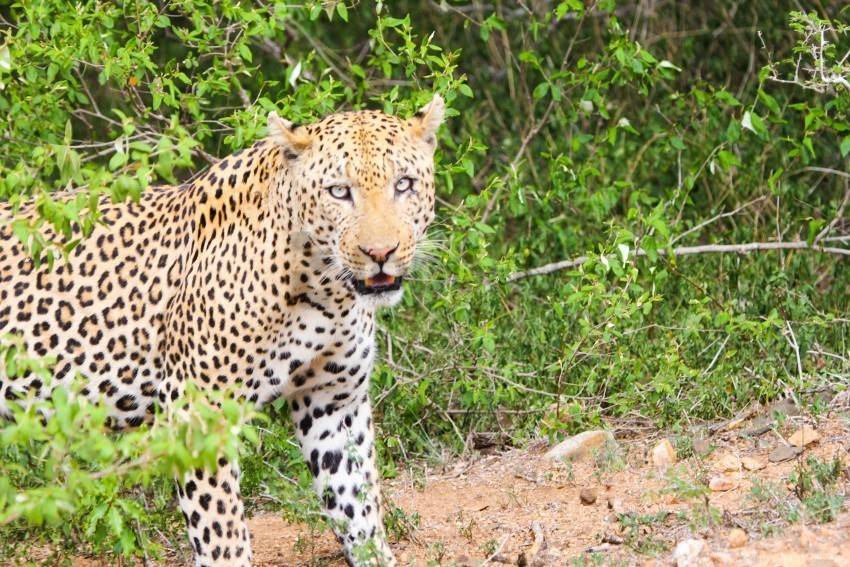 cheetah leopard look predator wallpaper Transparent PNG pictures for editing