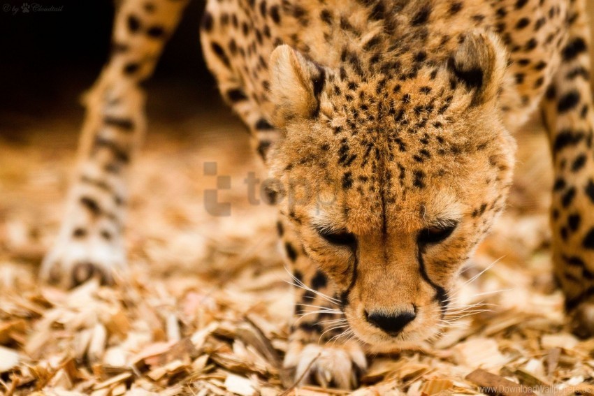 cheetah muzzle wild cat wallpaper Isolated Object on Transparent Background in PNG