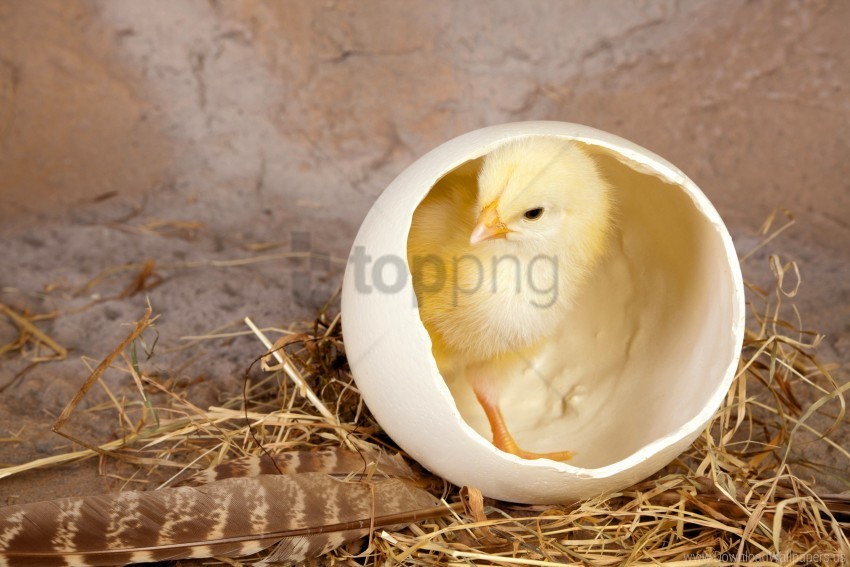 Chicken Feathers Hay Shells Wallpaper HighResolution Isolated PNG With Transparency