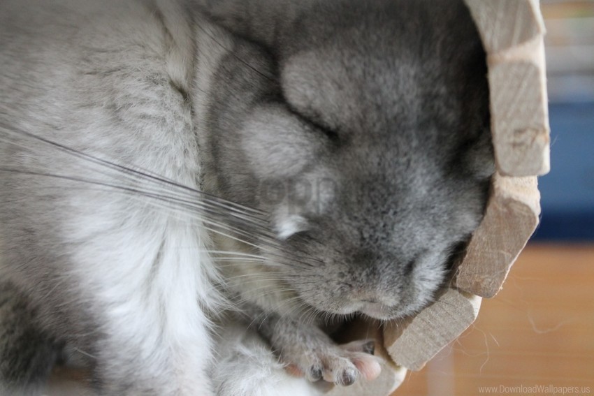 chinchilla fluffy lie sleep wallpaper Isolated Character in Transparent PNG Format