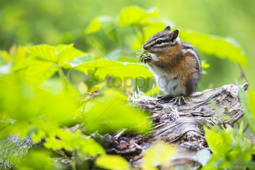 chipmunk food grass leaves meal wallpaper Isolated Icon in Transparent PNG Format