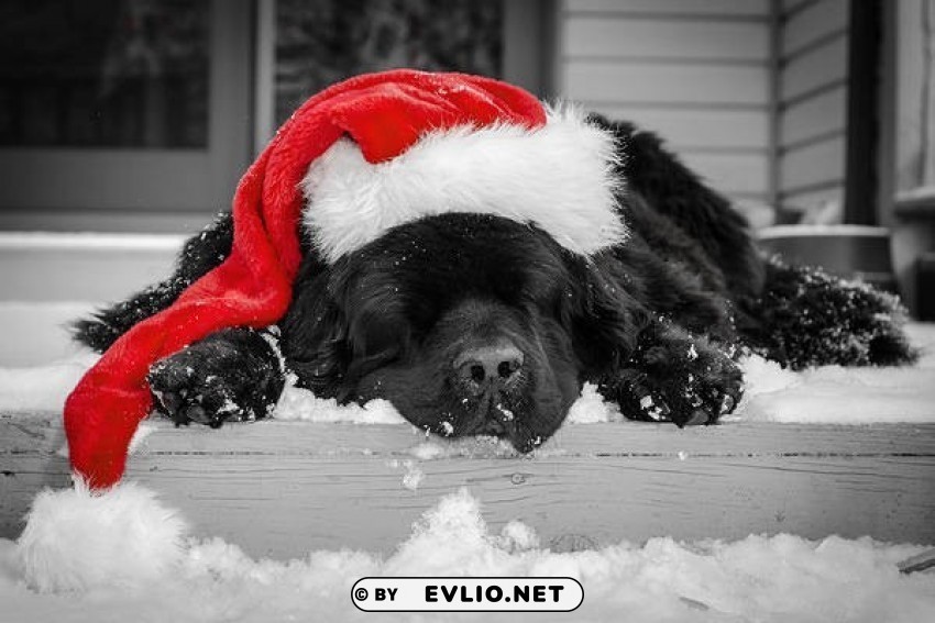 christmas black puppy with santa hat wallpaper Transparent PNG images pack