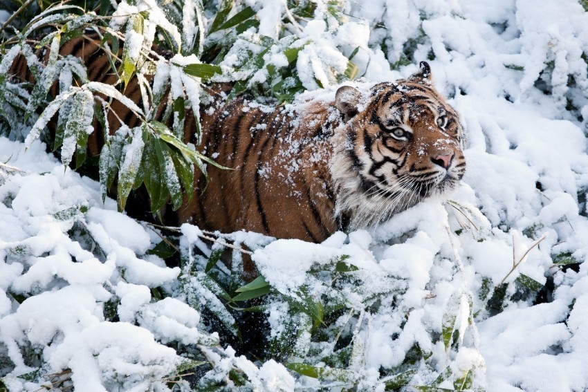climbing face snow tiger wallpaper PNG Image Isolated on Transparent Backdrop