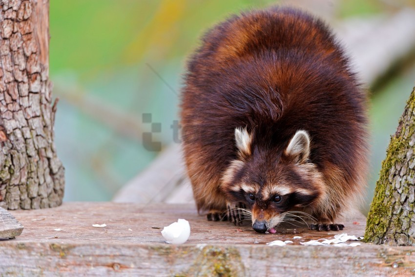 climbing fluffy food raccoons wallpaper PNG pics with alpha channel