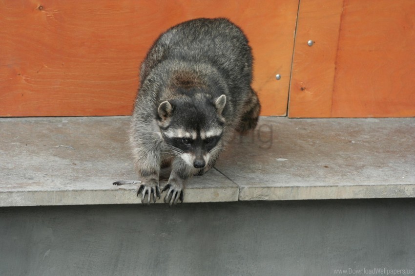 climbing raccoon spotted wallpaper Transparent PNG pictures for editing