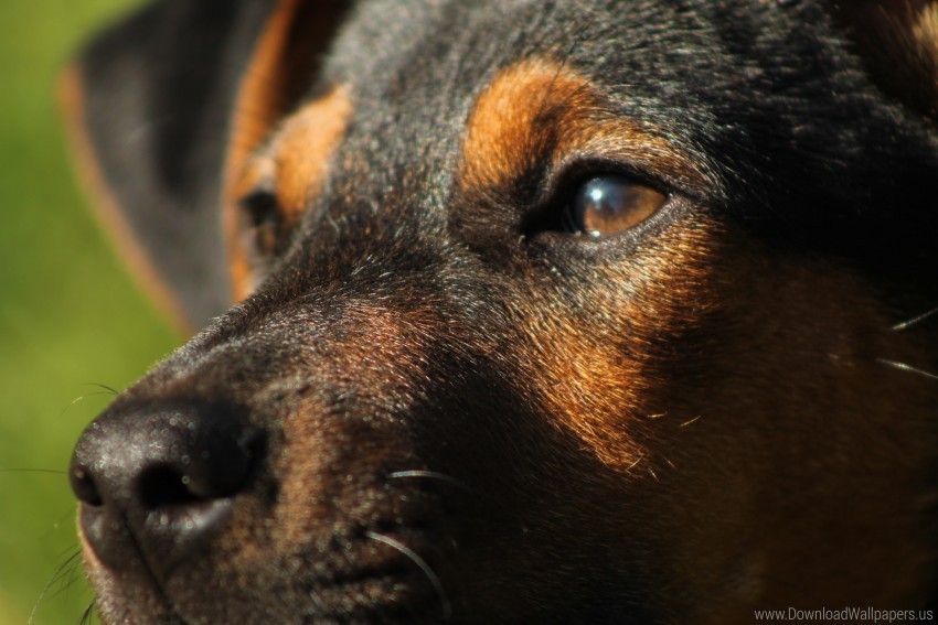 close-up dog eyes muzzle wallpaper PNG images with clear alpha layer