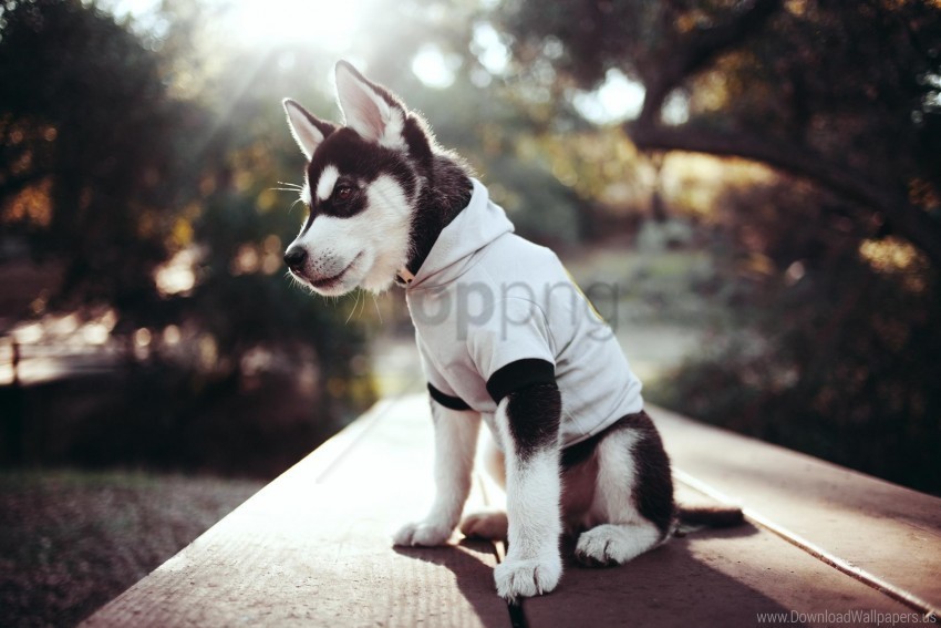 clothing husky muzzle puppy wallpaper PNG Image Isolated with HighQuality Clarity