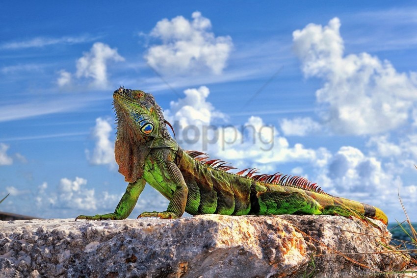 clouds iguana lizard sky stone wallpaper PNG transparent elements package
