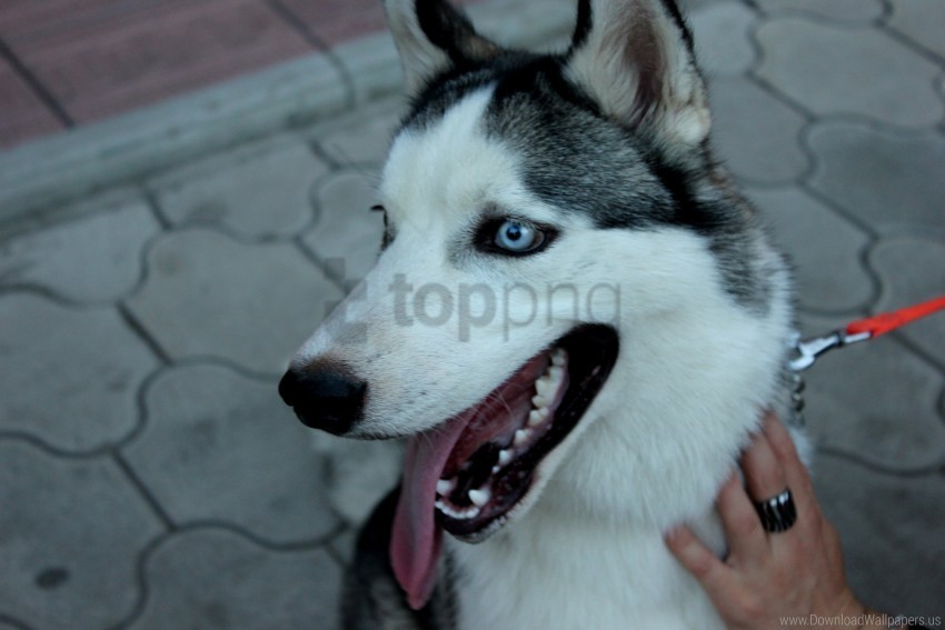 collar dog eyes husky muzzle wallpaper PNG images for websites