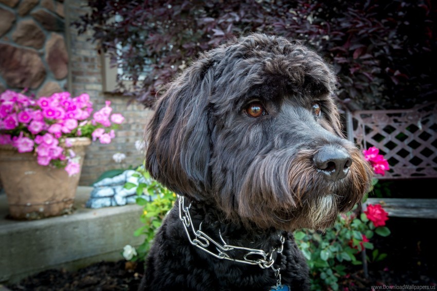 collar dog flowers muzzle wallpaper PNG picture