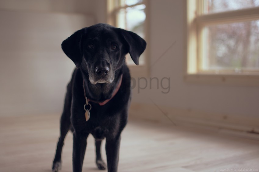 Collar Dog Labrador Retriever Wallpaper PNG With Transparency And Isolation