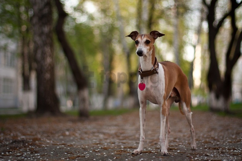 collar dog park walk wallpaper Transparent PNG images for printing