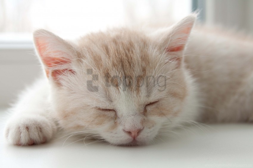 color face kitten sleep striped wallpaper PNG images without watermarks