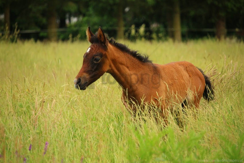 colt horse meadow pasture wallpaper PNG images with transparent layering
