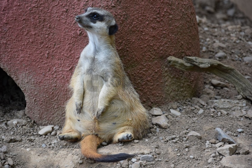 cool meerkat sitting wallpaper PNG Graphic with Transparent Isolation