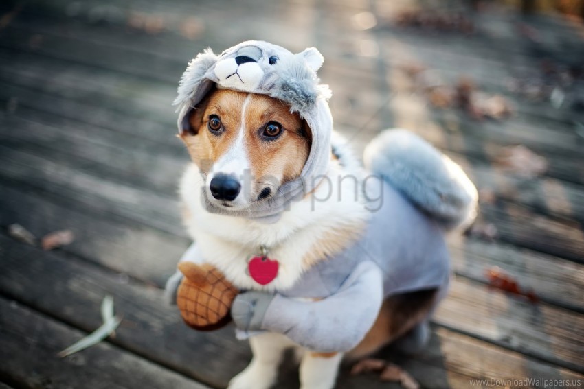costume dog squirrel wallpaper Isolated Artwork in Transparent PNG