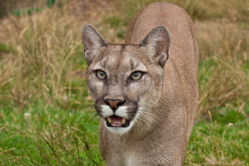 cougar face teeth wallpaper PNG files with clear background collection