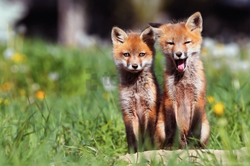 Couple Cubs Fox Grass Wallpaper PNG Images With Transparent Space