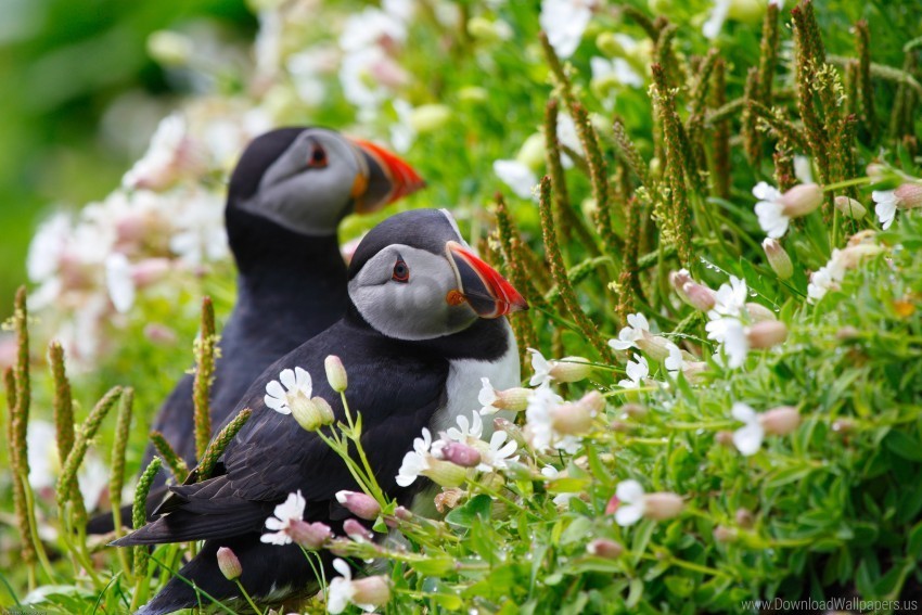 couple dew ears flowers grass look puffin wallpaper PNG with clear background set