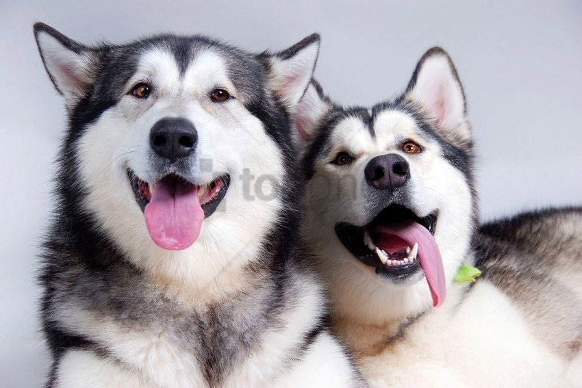 couple dogs husky leisure tongue wallpaper Transparent Background Isolation in PNG Image