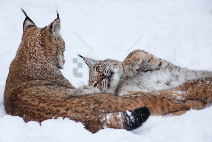 couple down lynx playful snow wallpaper PNG files with clear background
