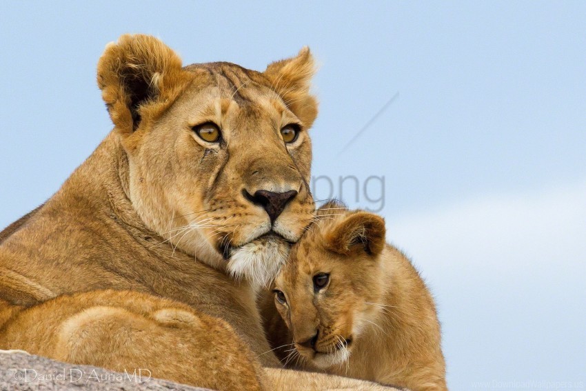 couple eyes lions predator wallpaper Isolated Subject on HighResolution Transparent PNG