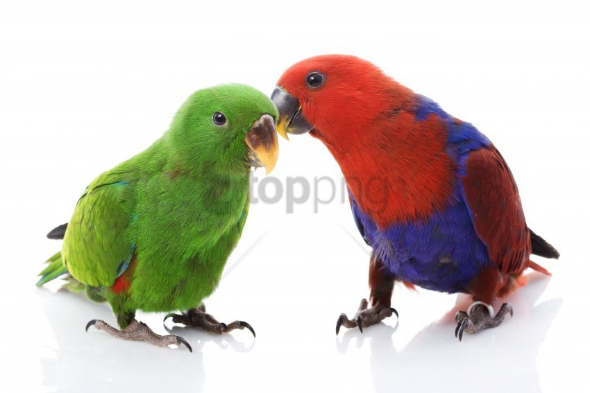 couple female love male parrots white wallpaper Transparent Background Isolation in PNG Image