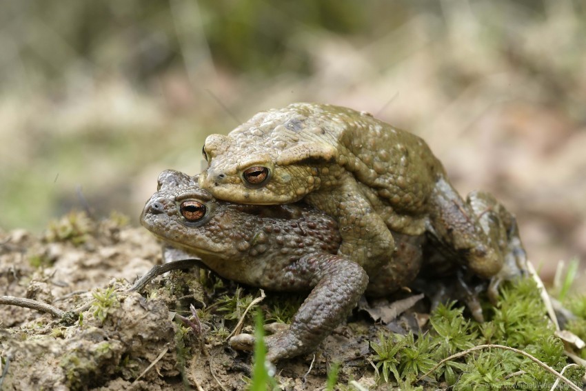 couple grass love toad wallpaper Isolated Subject on HighQuality Transparent PNG