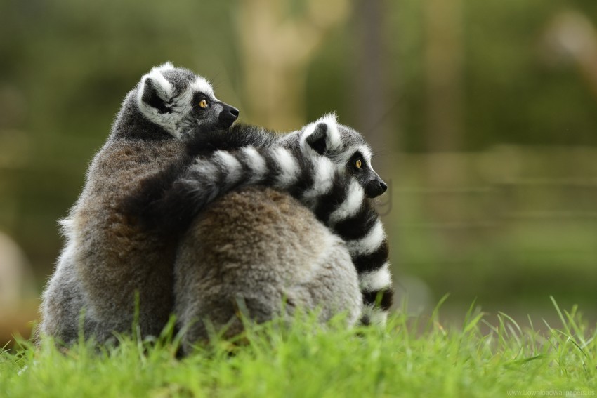 couple hugging lemur wallpaper Isolated Object on Transparent Background in PNG