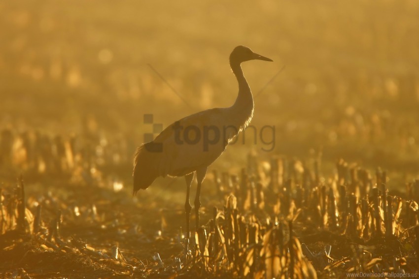 crane grass sunset wallpaper PNG pictures with no backdrop needed
