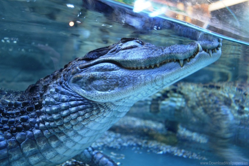 crocodile dream predator teeth under water wallpaper Clear Background PNG Isolated Design