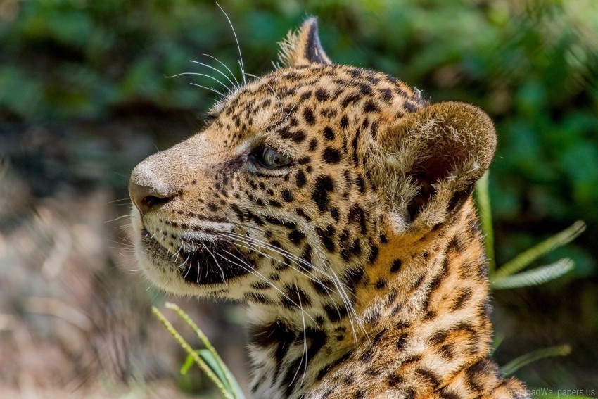 cub face jaguar kitten predator pro wild cat wallpaper Transparent PNG images for graphic design