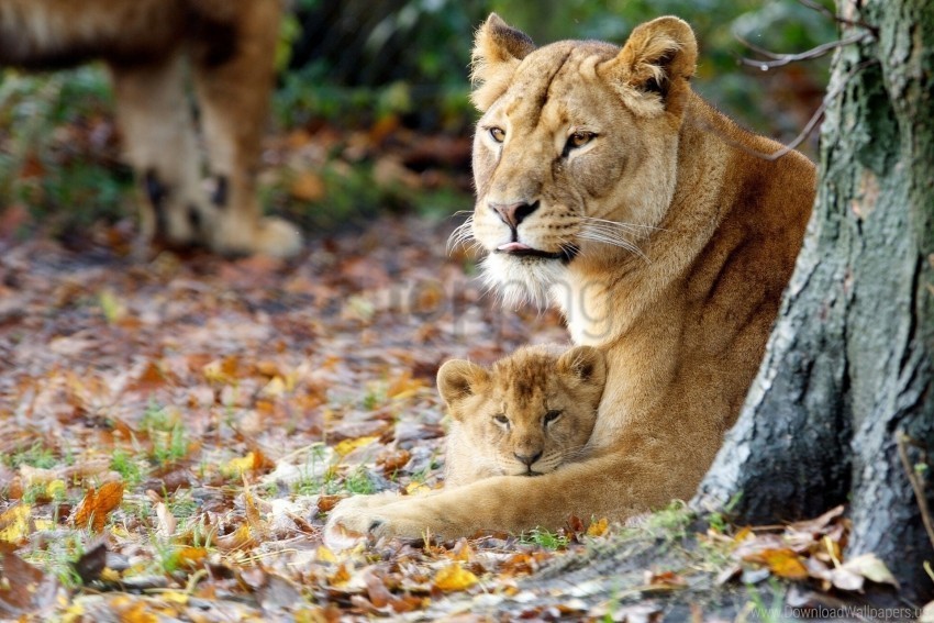 cub grass lioness sit wallpaper HighQuality PNG with Transparent Isolation