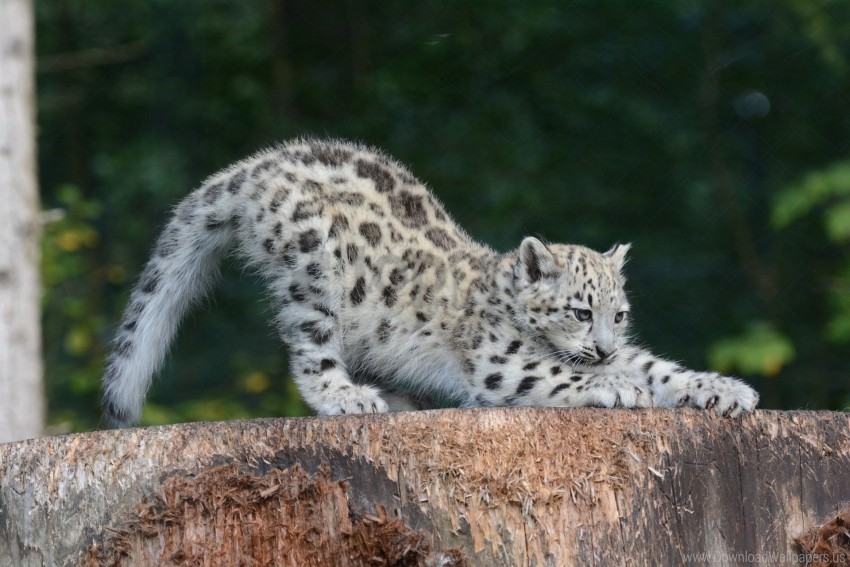 cub predator sipping snow leopard wallpaper High-quality PNG images with transparency