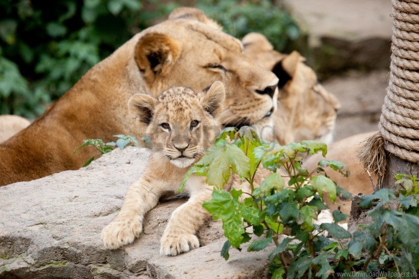 cubs leaves lion stones wallpaper PNG for business use