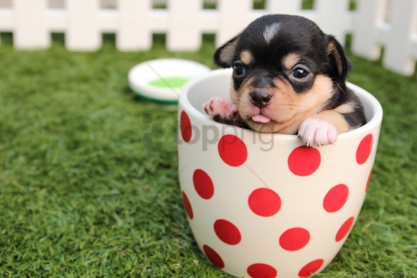 cup dog puppy wallpaper Transparent Background PNG Isolated Graphic