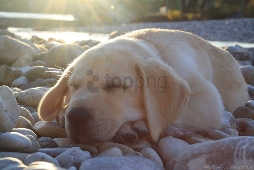 cute dog labrador muzzle sleep wallpaper PNG for social media