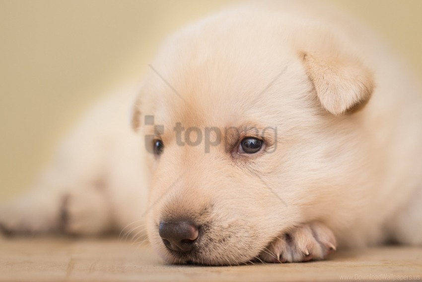 cute eyes face puppy wallpaper PNG with alpha channel for download