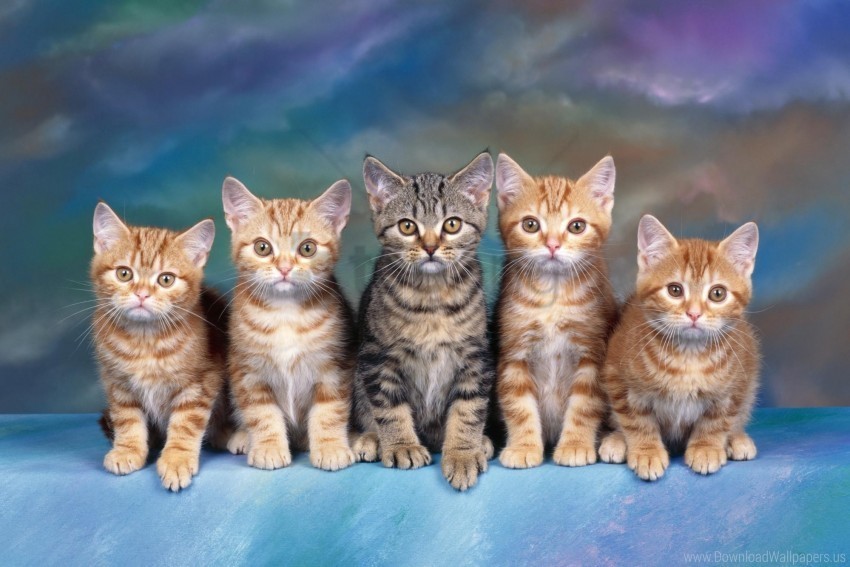 cute family kittens many sitting wallpaper Transparent background PNG clipart