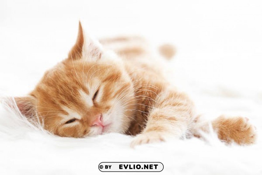 cute kitten PNG images with clear background